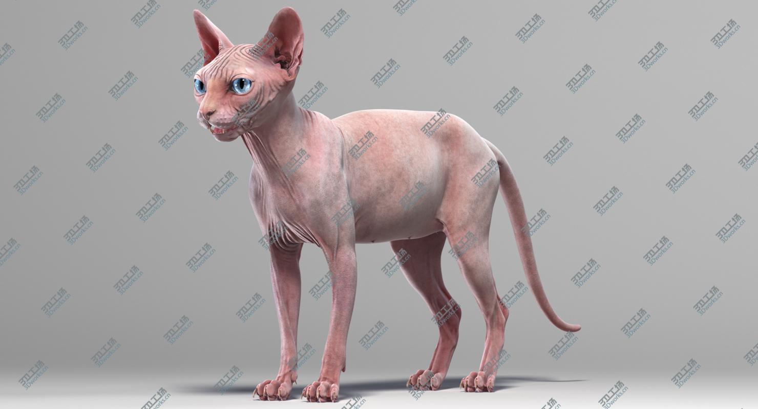 images/goods_img/20210313/Sphynx Cats Collection 3D model/3.jpg
